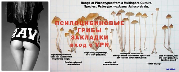 ГАЛЛЮЦИНОГЕННЫЕ ГРИБЫ Бронницы